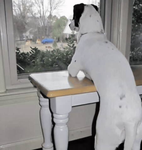 Dog Watching GIF