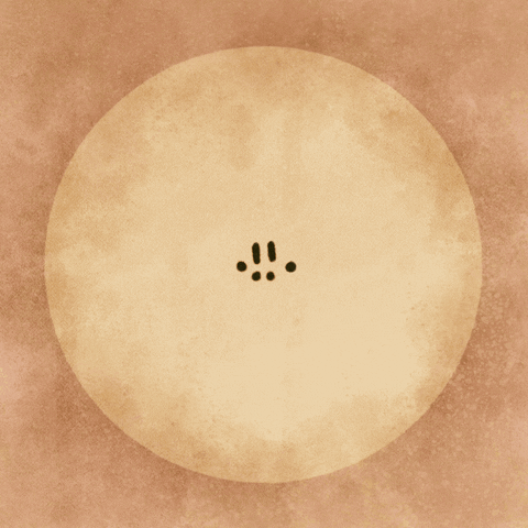 Animals GIF