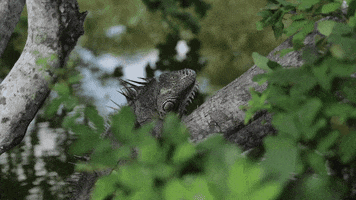 Belize Iguana GIF by MuyOno Resorts