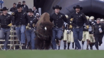 football college GIF by CUBoulder