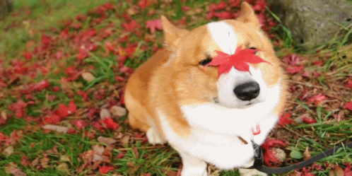 https://media0.giphy.com/media/UGBqwcgFfOtq0/giphy.gif?cid=3640f6095c4ddae07478747755cdf010