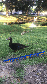 Cartoon duck animation GIF - Find on GIFER