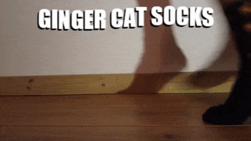 Socks Gingercat GIF by catnipy