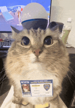 Cat Fbi GIF