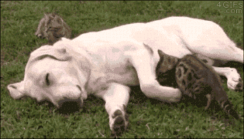 Party Cuddle GIF