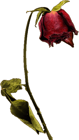 Red Rose Halloween Sticker by blackmooncosmetics