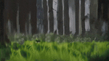 Bush Camper GIF