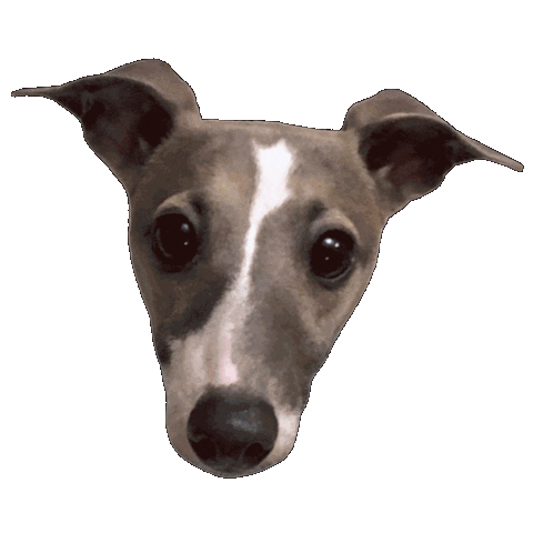 Italian Greyhound Piper Sticker by normanandpiper for iOS & Android | GIPHY