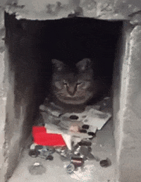 Cat Business GIF by JustViral.Net
