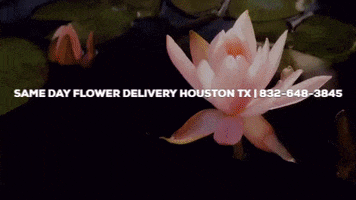 Flower Delivery Houston Tx GIF