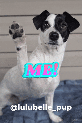 Lulubelle Me Dog GIF