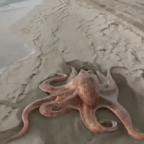 octopus gif