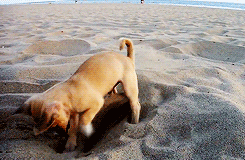 O que é a praia se não uma grande caixa de areia?