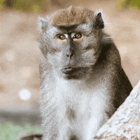 Monkey Wow GIF by BBC America
