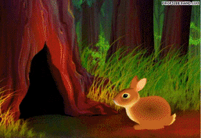 Bunny GIF