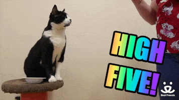 High Five Cat GIF by Best Friends Animal Society