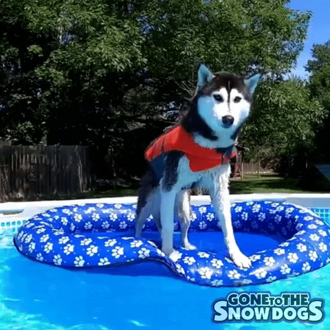 gonetothesnowdogs dog chill relax pool GIF