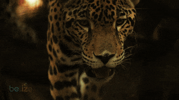 Travel Belize GIF