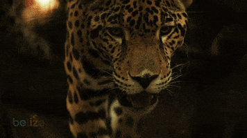 travelbelize jaguar belize belize jaguar GIF