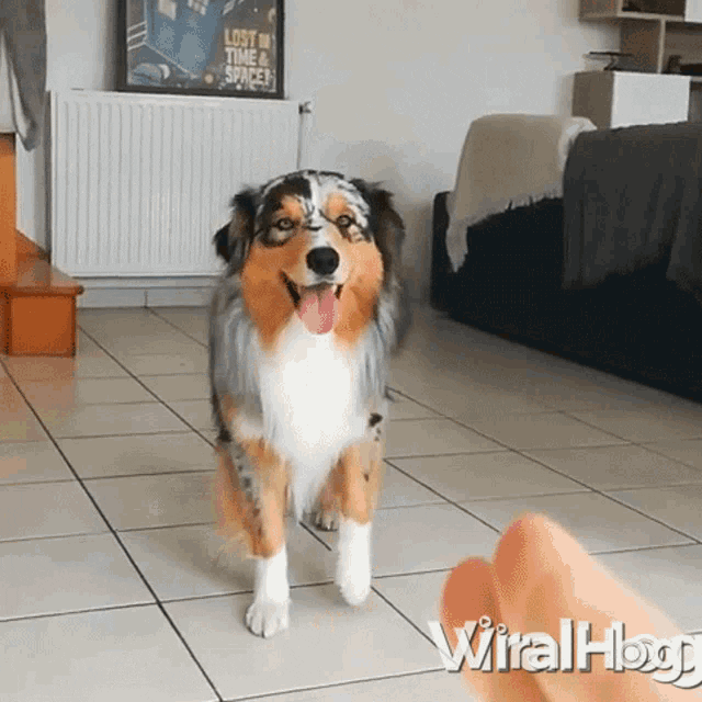Golden Tails Dog Walking GIF