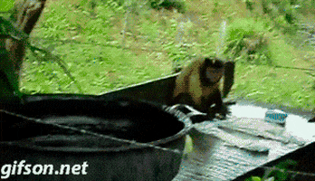 monkey washing GIF