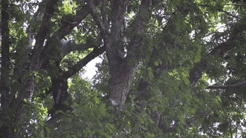 Chainsaw Tree Trimming GIF by JC Property Professionals