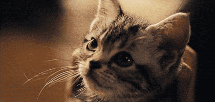 cat kitty GIF