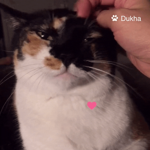 Cat Love GIF by Pamily