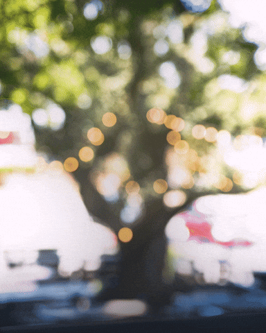 Bellagave Tequila GIF