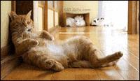 cat day GIF