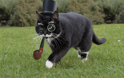gift guide stylish cat giphy the silver lined life