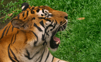 tiger yawning GIF