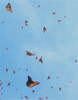 butterfly flying animation gif