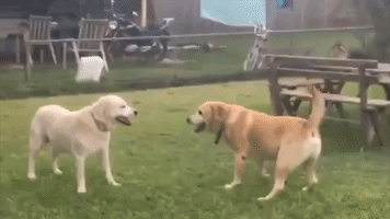 mallrat cute dog dogs playing GIF
