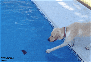 puppy fail GIF