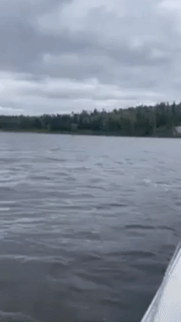 Canoeists Encounter Trio of Moose Taking a Dip in Ontario Lake