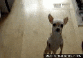 Crazy Chihuahua GIFs - Find & Share on GIPHY