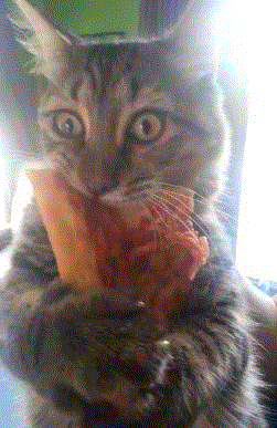 Hungry Cat GIF - Find & Share on GIPHY