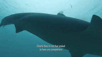 Competition Swimming GIF by Shark Week