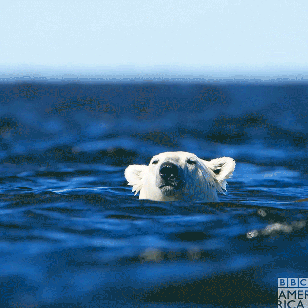water bears gif