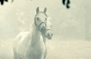 white horse snow GIF