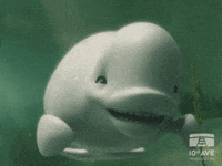 Beluga GIFs - Get the best GIF on GIPHY