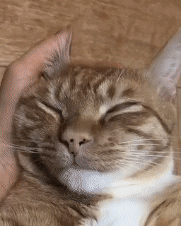 25 Cat GIFs To Brighten Your Day - Vol. 2!