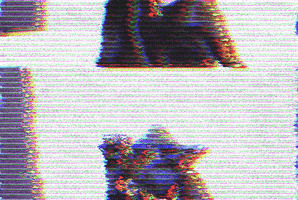 Cat GIF