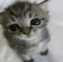Cat Kitten GIF