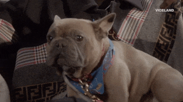 french bulldog dog GIF by MOST EXPENSIVEST