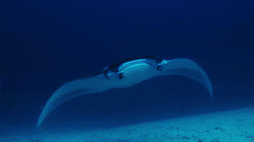 WeAreWater ocean underwater Manta swimm GIF
