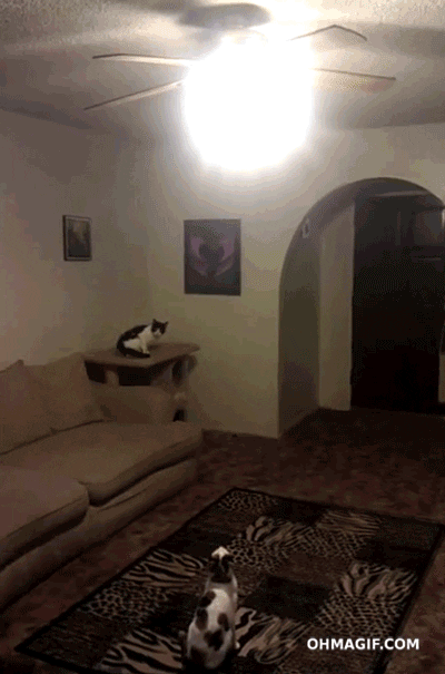 Cat Jumping GIF - Find & Share on GIPHY
