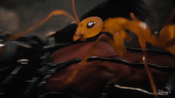 Ant Man Disney Plus GIF by Disney+