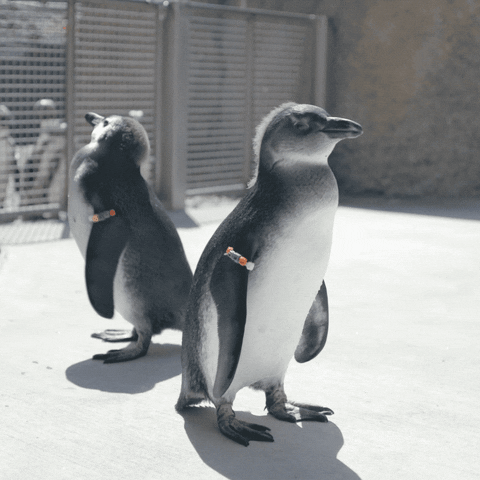 Baby Animals Friends GIF by San Diego Zoo